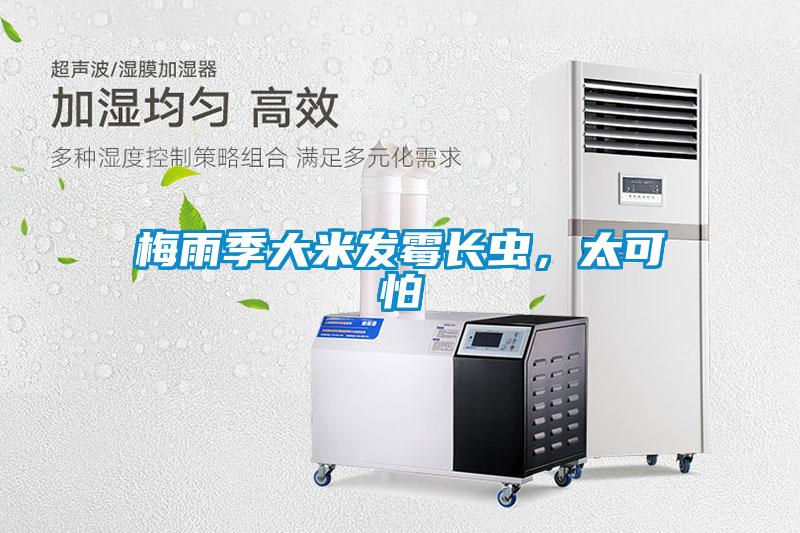 梅雨季大米發(fā)霉長(zhǎng)蟲，太可怕