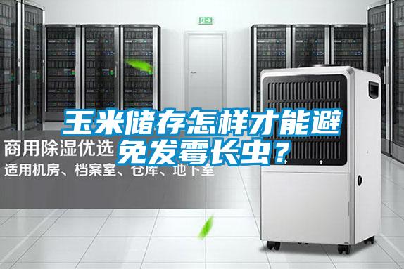 玉米儲存怎樣才能避免發霉長蟲？
