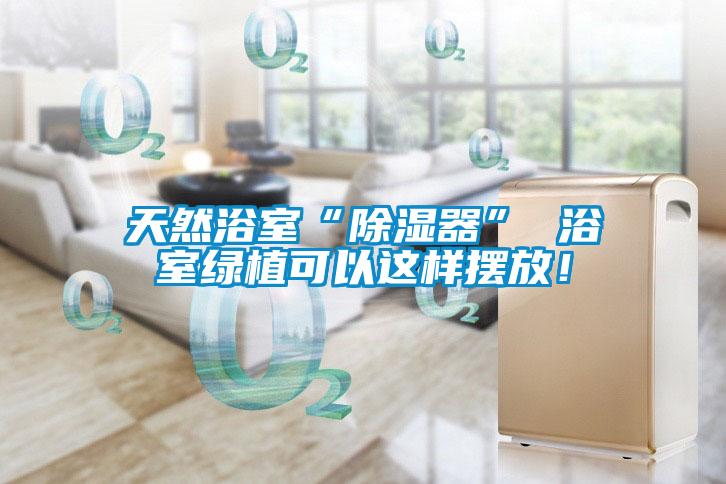 天然浴室“除濕器” 浴室綠植可以這樣擺放！