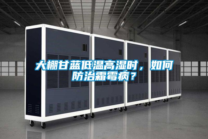 大棚甘藍(lán)低溫高濕時(shí)，如何防治霜霉病？