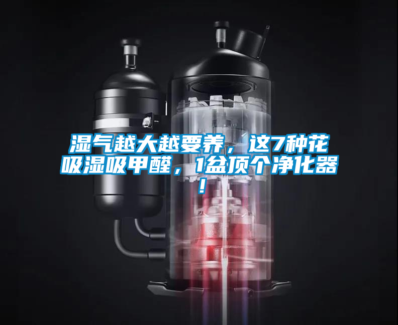 濕氣越大越要養，這7種花吸濕吸甲醛，1盆頂個凈化器！